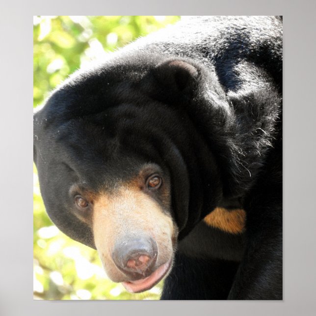 Sun Bear Poster (Front)