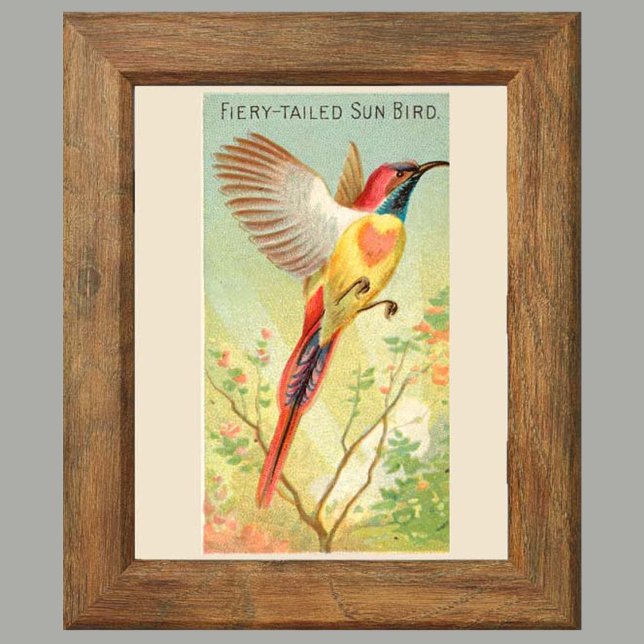 Sun Bird, Set of 6 Bird Gallery Wall, 2 of 6 Poster (Creator Uploaded)