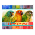 Sun Blue-Crowned Green-Cheeked Conures Realistic Painting Bird Gifts Postcard