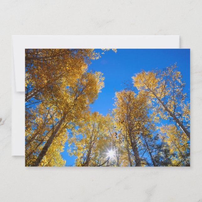 Sun Bursts through Trees Thank You Card (Front)