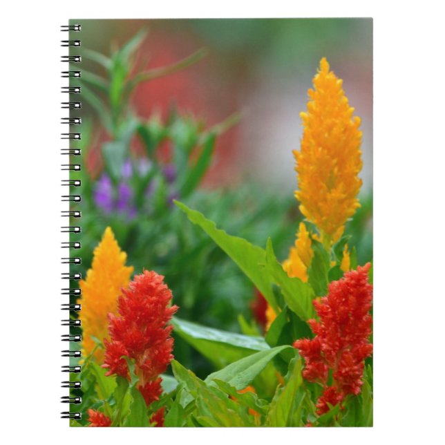 Sun Color Flower Notebook (Front)