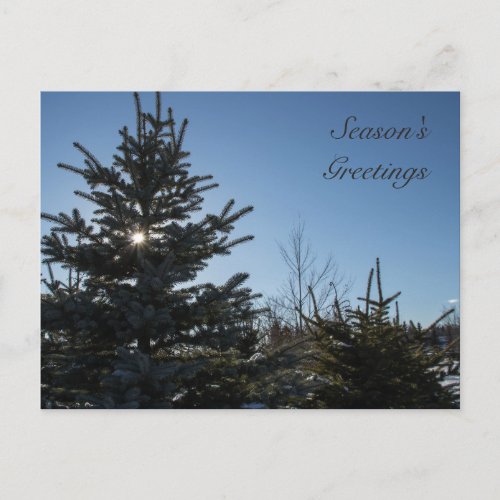 Sun coming through a fir tree  Seasons Greetings Holiday Postcard