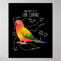 Sun Conure Anatomy Funny Cute Pet Parrot Bird