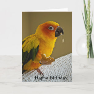 Sun Conure Bird Blank Greeting Card