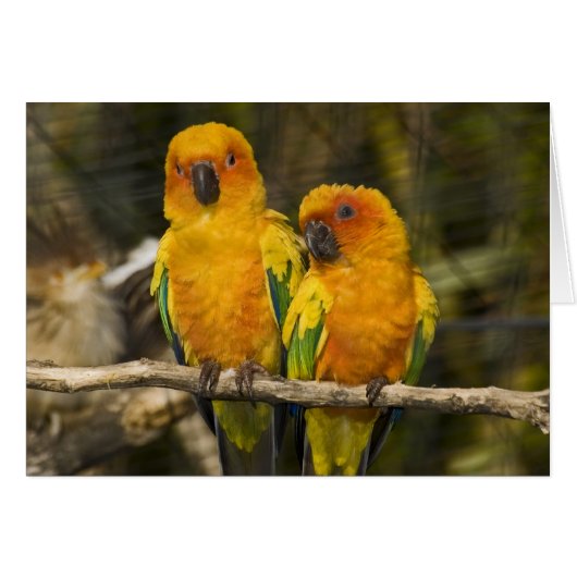 Sun Conure Cards (Front Horizontal)