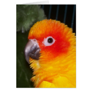 Sun Conure Cards