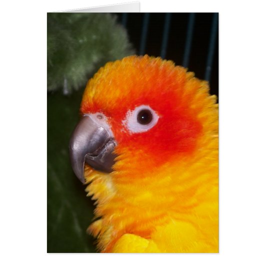 Sun Conure Cards (Front)