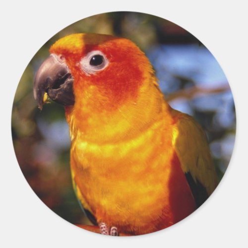 Sun conure classic round sticker