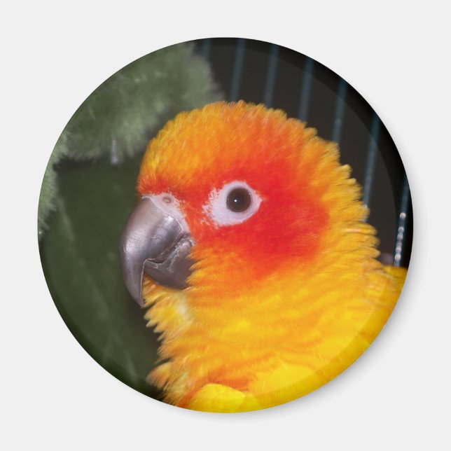 Sun Conure Magnet (Front)