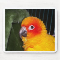 Sun Conure