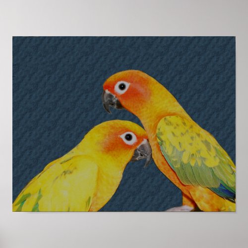 Sun Conure Pair Parrot Bird Poster