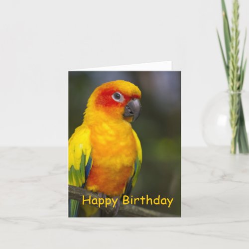 Sun Conure Parrot Blank Birthday Card