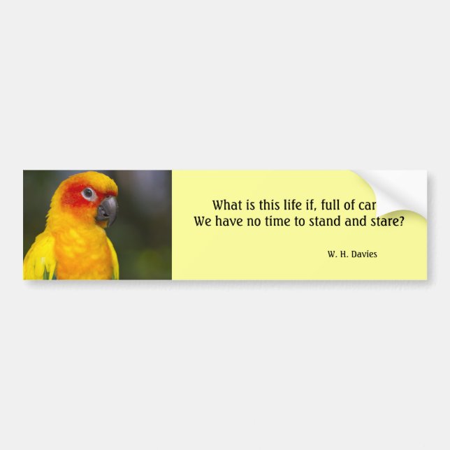 Sun Conure Parrot Bumper Sticker (with text) (Front)