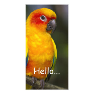Sun Conure Parrot Photo Card
