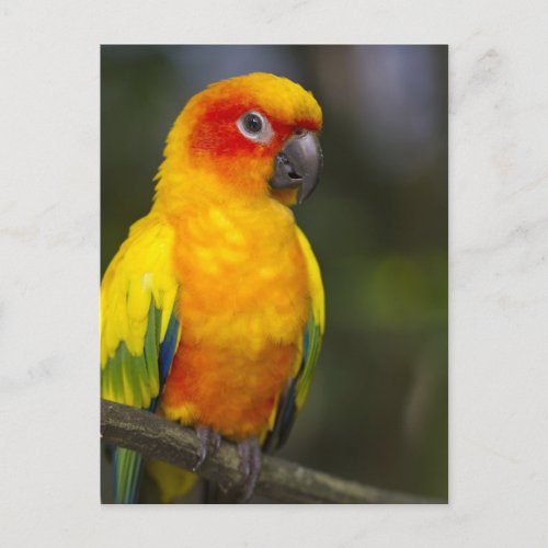 Sun Conure Parrot Postcard