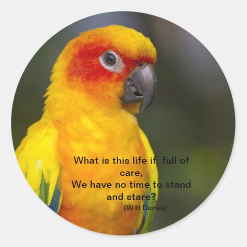 Sun Conure Parrot Sticker with text