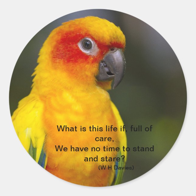 Sun Conure Parrot Sticker (with text) (Front)