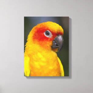 Sun Conure Parrot Wrapped Canvas Print