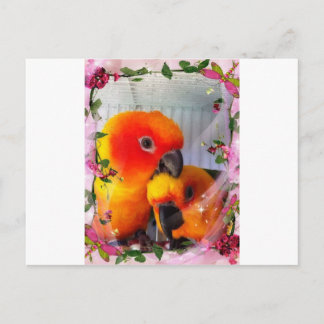 Sun Conure Postcard