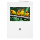 Sun Conures Cards (Back)
