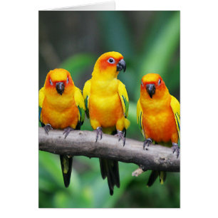 Sun Conures Cards