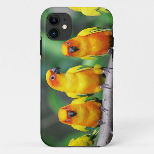 Sun Conures iPhone 11 Case