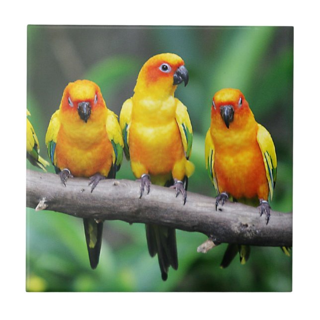 Sun Conures Ceramic Tile (Front)