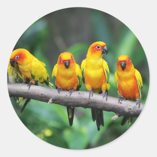 Sun Conures Classic Round Sticker