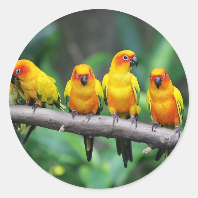 Sun Conures Classic Round Sticker (Front)