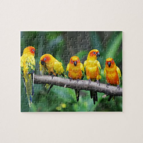 Sun Conures Jigsaw Puzzle