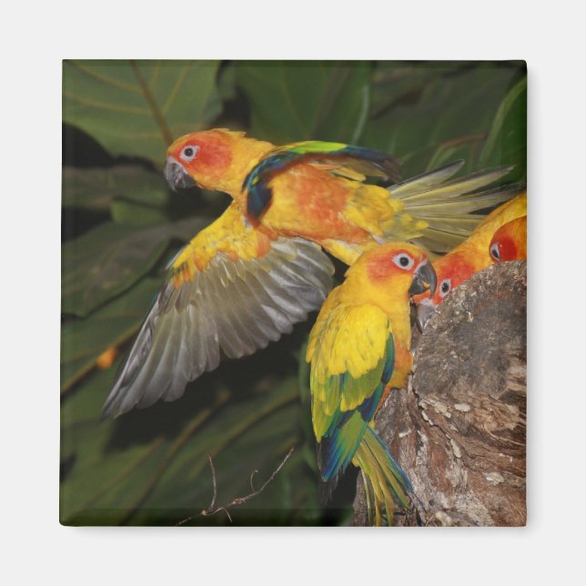 Sun Conures Magnet (Front)