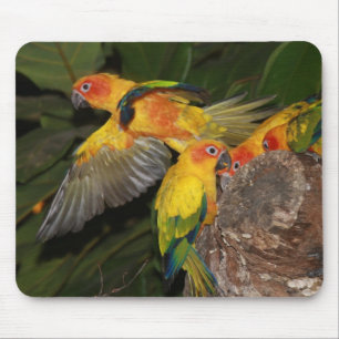 Sun Conures Mouse Pad
