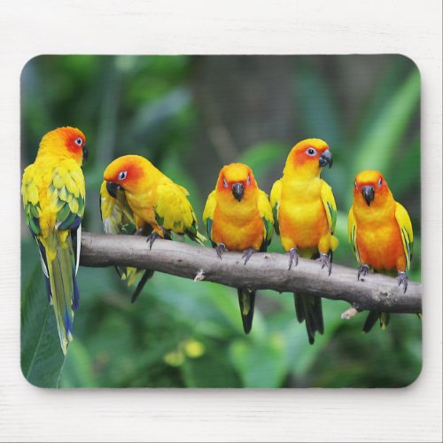 Sun Conures Mouse Pad