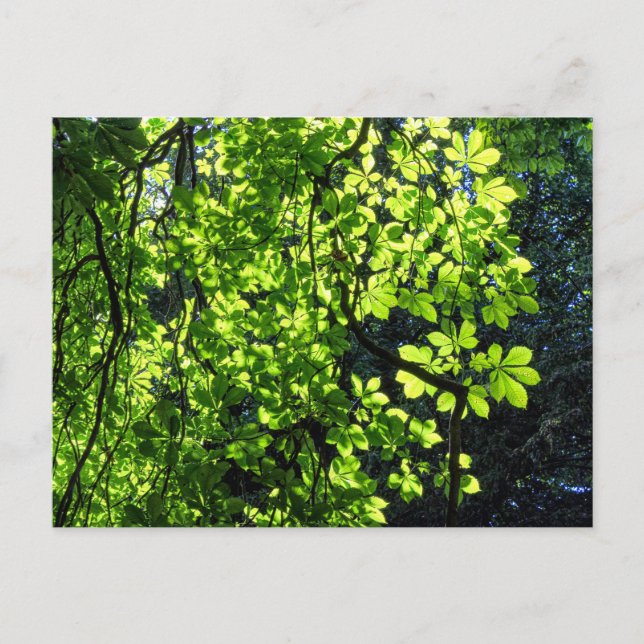 Sun Dappled Horse Chestnut Leaves Postcard (Front)