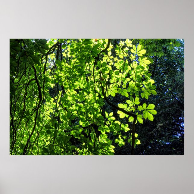 Sun Dappled Horse Chestnut Leaves Poster (Front)