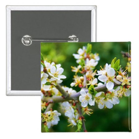 Sun-Dappled Spring Hawthorn Button