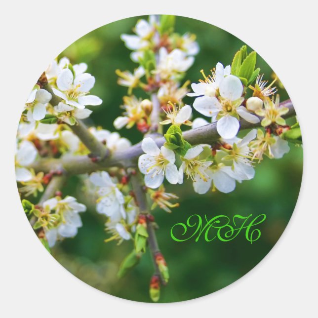 Sun-Dappled Spring Hawthorn Classic Round Sticker (Front)