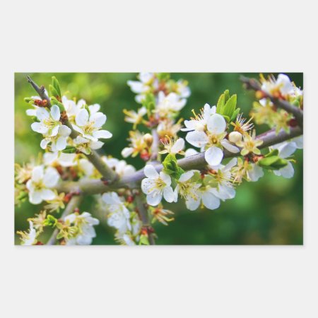 Sun-Dappled Spring Hawthorn Rectangular Sticker