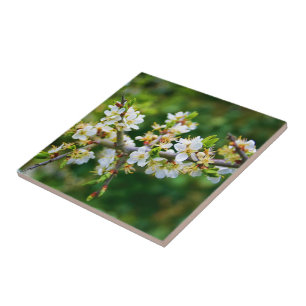 Sun-Dappled Spring Hawthorn Tile