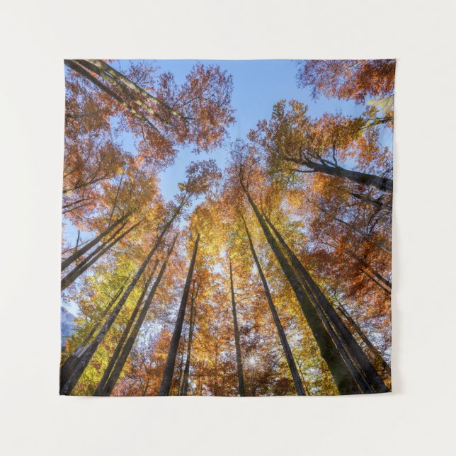 Sun-drenched Autumn Trees Tapestry (Front)