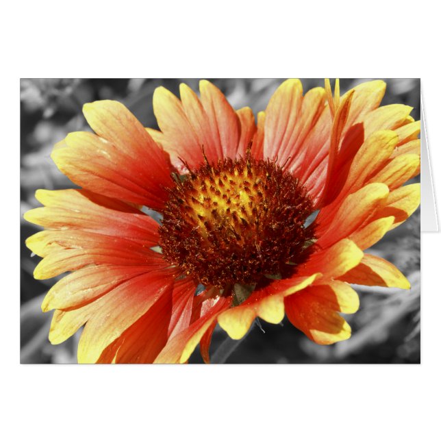 Sun Drenched Gaillardia Cards (Front Horizontal)