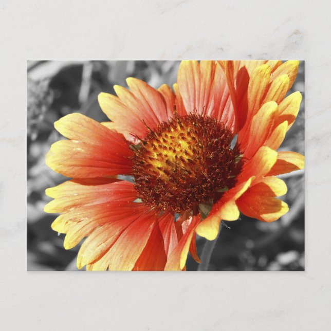 Sun Drenched Gaillardia Photo For Any Occasion Postcard (Front)
