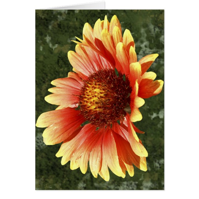 Sun Drenched Gaillardia Photograph Inside Template (Front)