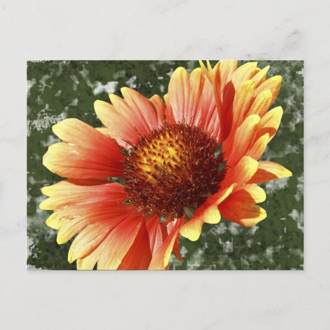 Sun Drenched Gaillardia Postcard (Front)