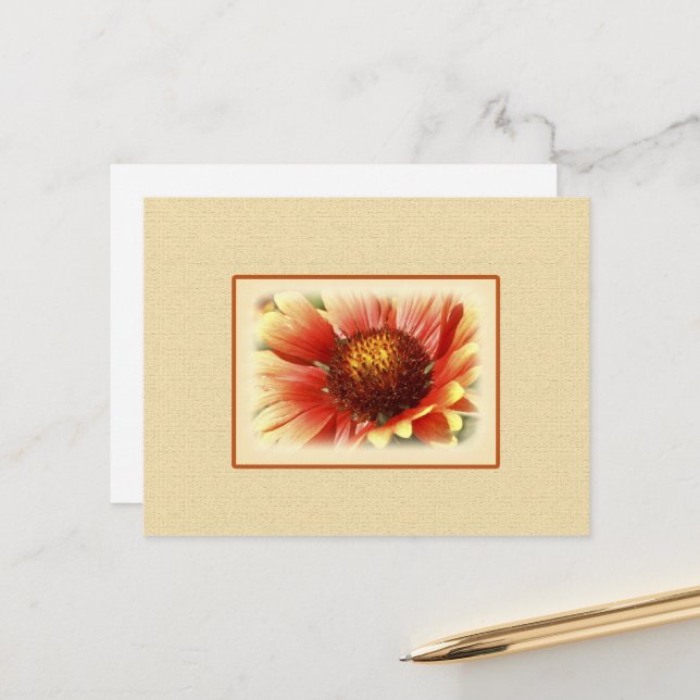 Sun Drenched Gaillardia Postcard (Front/Back In Situ)