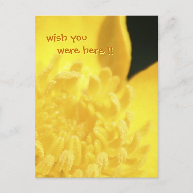 Sun Drenched Golden Buttercup Postcard (Front)