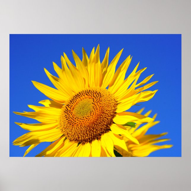 Sun-flower Poster (Front)