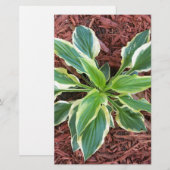 Sun Hosta (Front/Back)