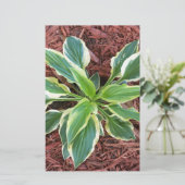 Sun Hosta (Standing Front)