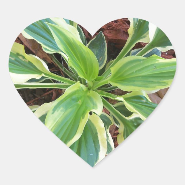 Sun Hosta Heart Sticker (Front)